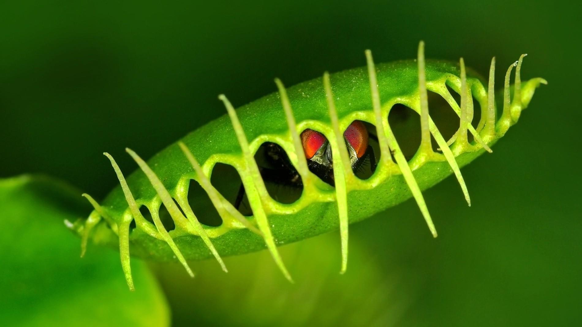 venus-flytrap.jpg