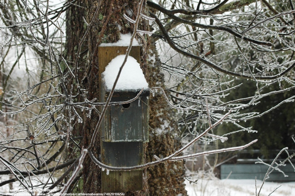 BirdhouseOnTreeInSnow-030118.jpg