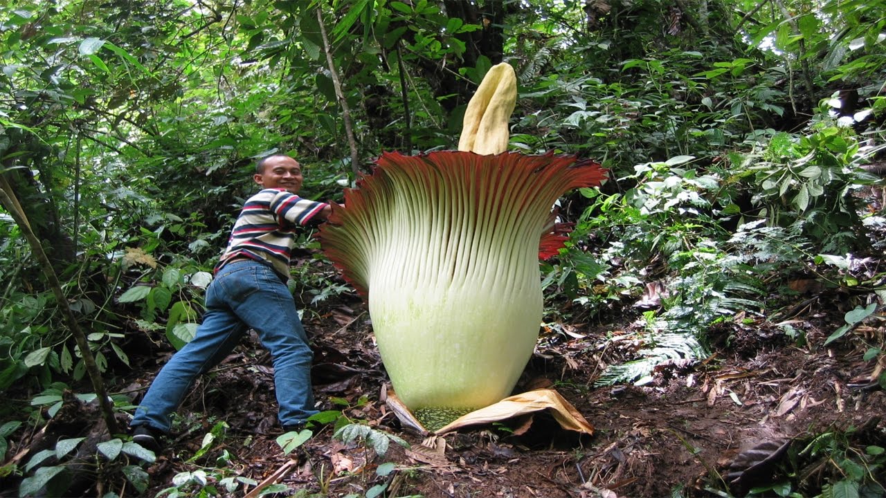 biggest plant in the world