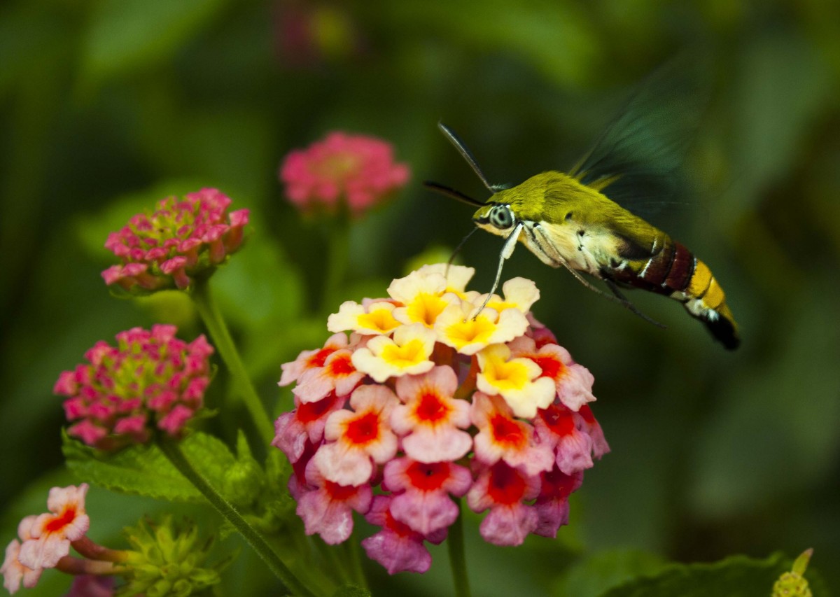 macro_color_colo_colorful_insect_nature_colors_flower-1353202.jpg!d.jpg