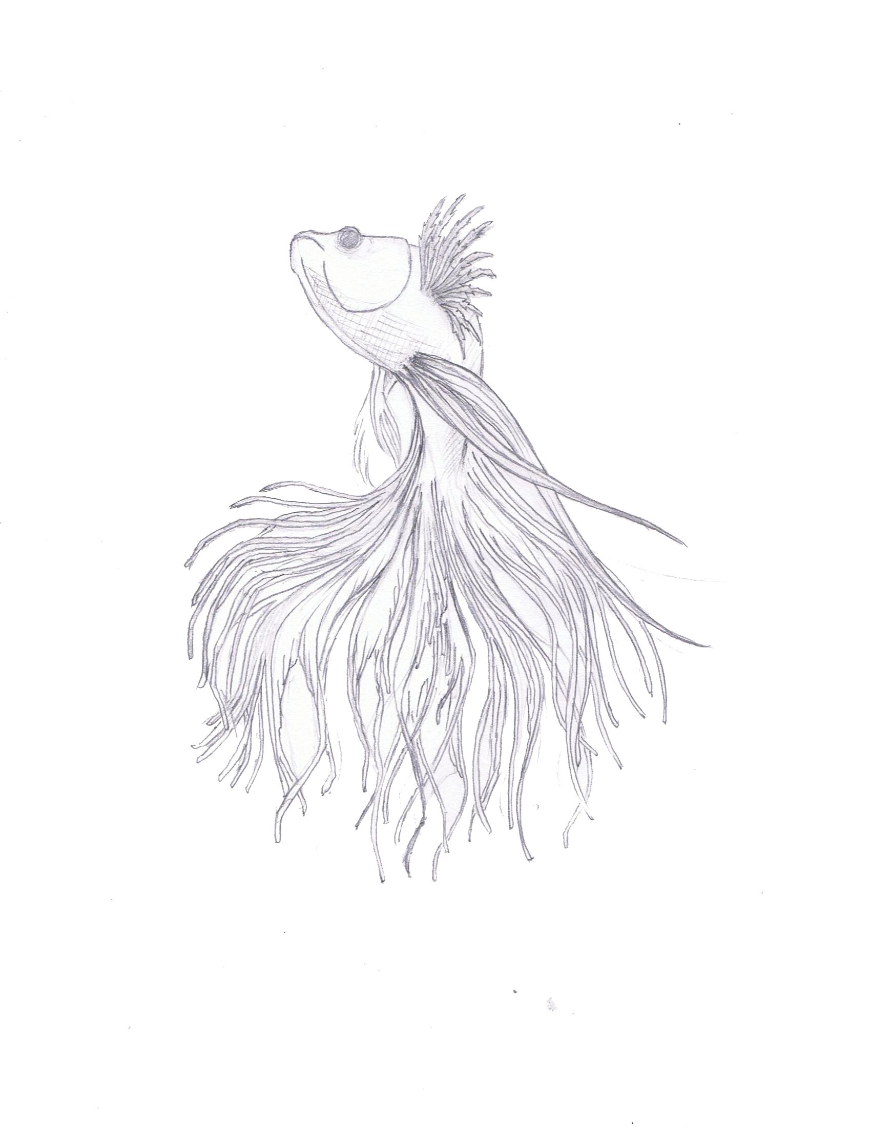 SketchBettaFishIII.jpg