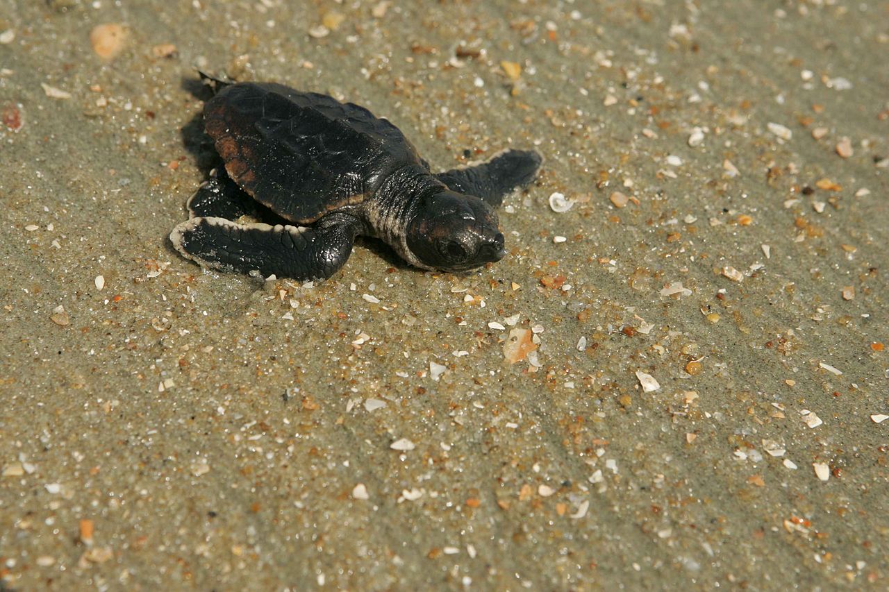 1280px-Baby_loggerhead_turtle_makes_its_way_to_the_ocean_from_the_nest.jpg