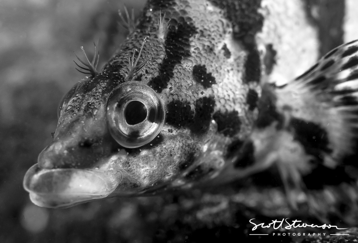 Painted Greenling-1.jpg