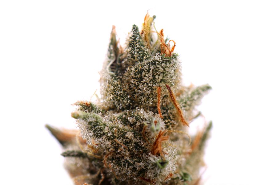 Strawberry-Banana-Strain_Gproductions.jpg