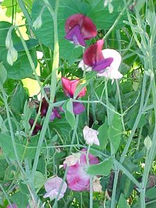 Morning.glories.sweet.peas.on.crabtree.close.crop Sept.03.jpg