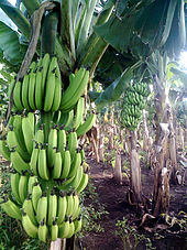 170px-Banana_farm_Chinawal.jpg