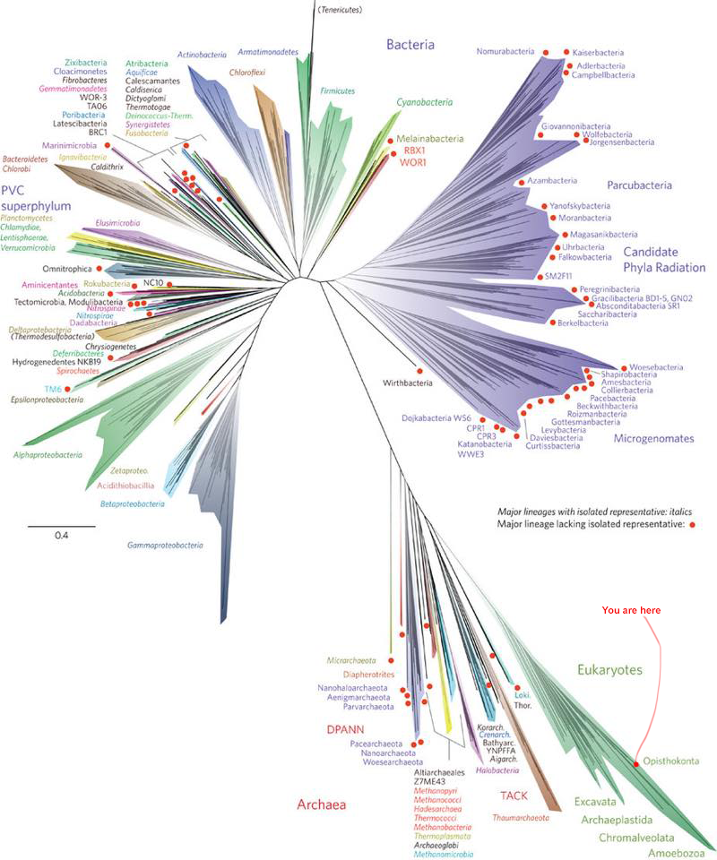 Eukaryote Origins.png