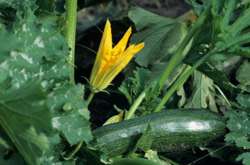 flor zucchine.jpg