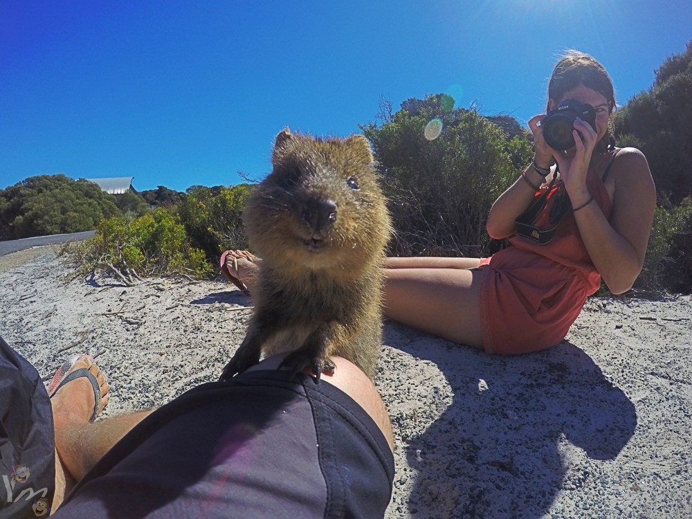 3 Road trip Australia; Is the Quokka really the cutest animal of Australia?  — Steemit