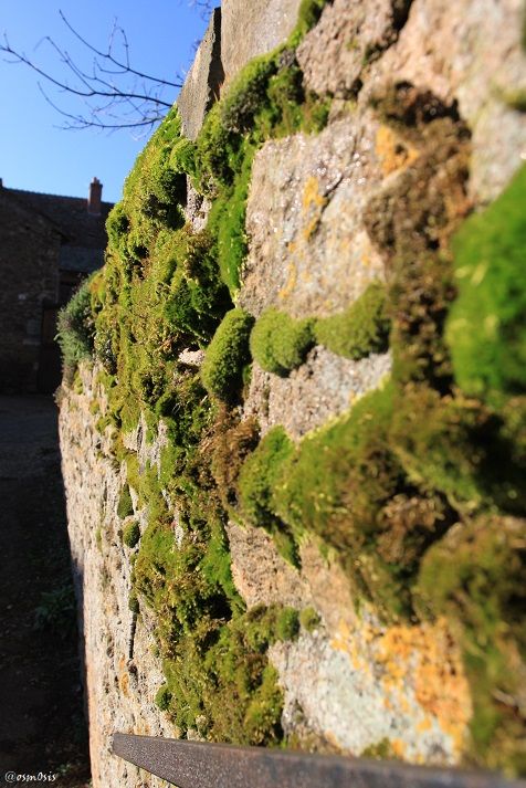 moss.JPG
