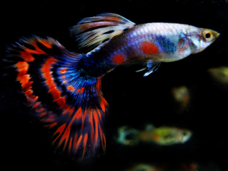 Guppies-Fish-Images-Collection.jpg