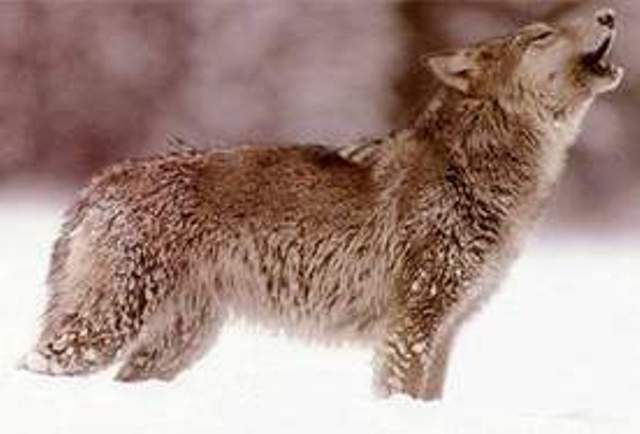 lobo en el parque.jpg