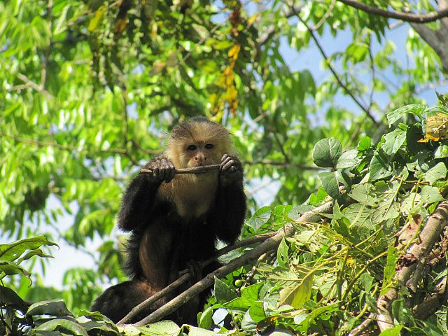 1.1419120000.3-white-faced-capuchin-monkey.jpg