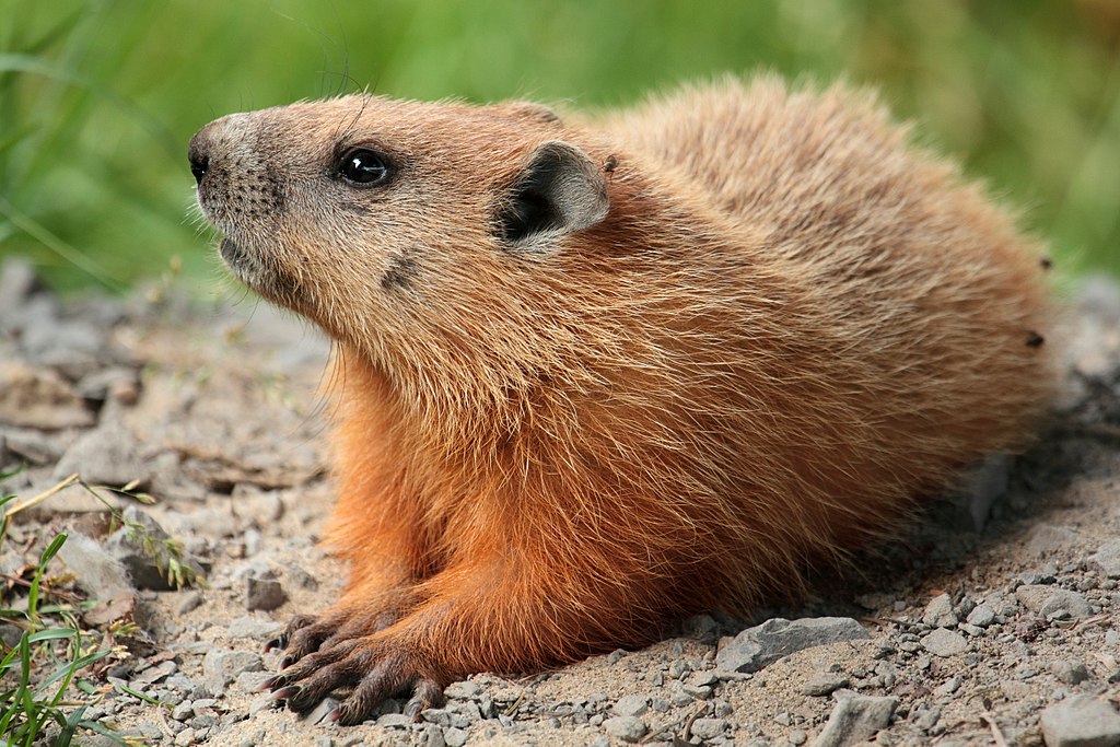 1024px-Marmota_monax_UL_04.jpg