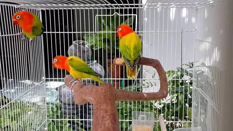 15 Jenis Warna Lovebird Termahal yang Paling Dicari Orang