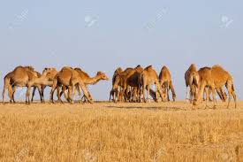 camellos.jpg