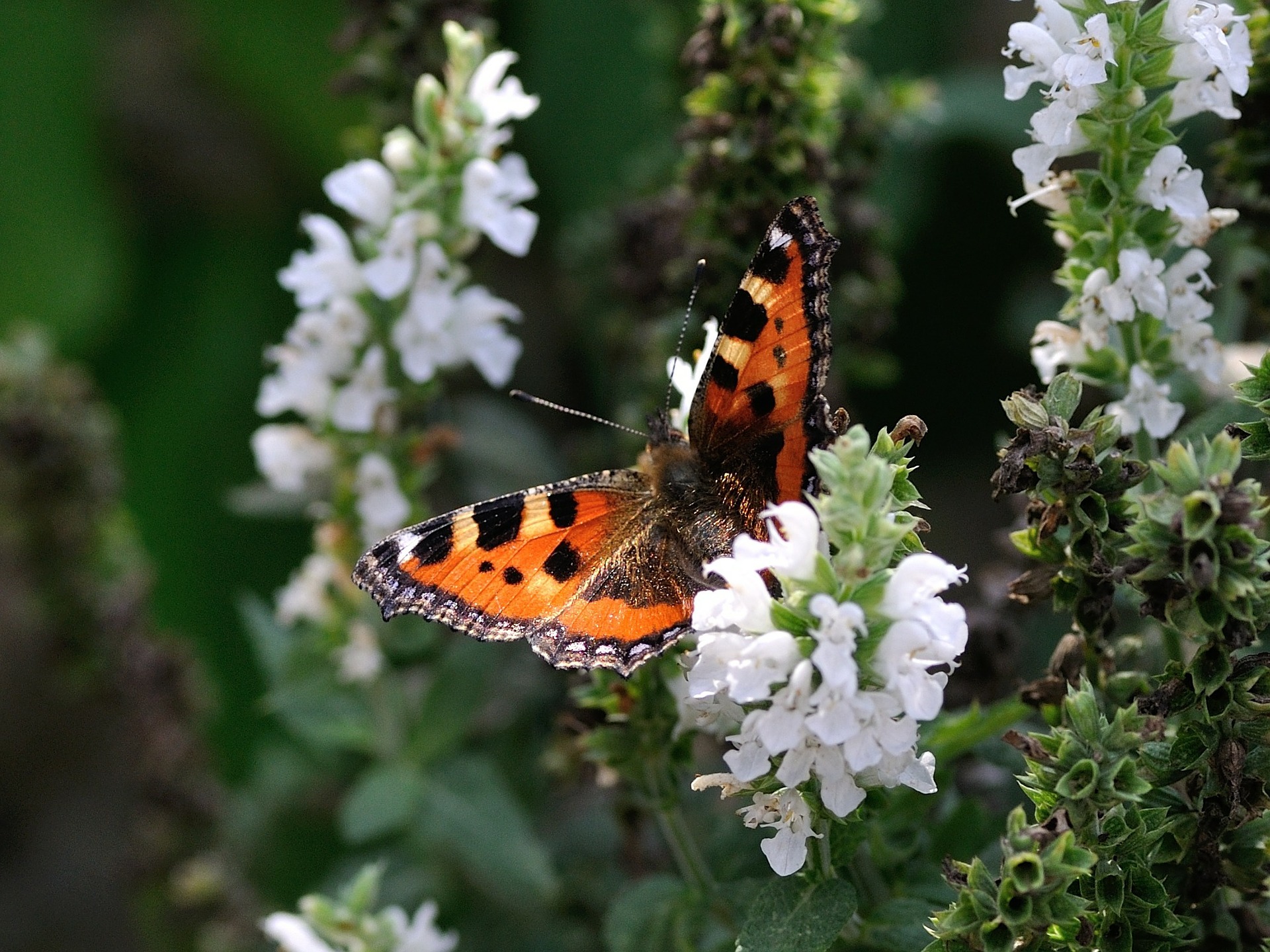 butterfly-199115_1920.jpg