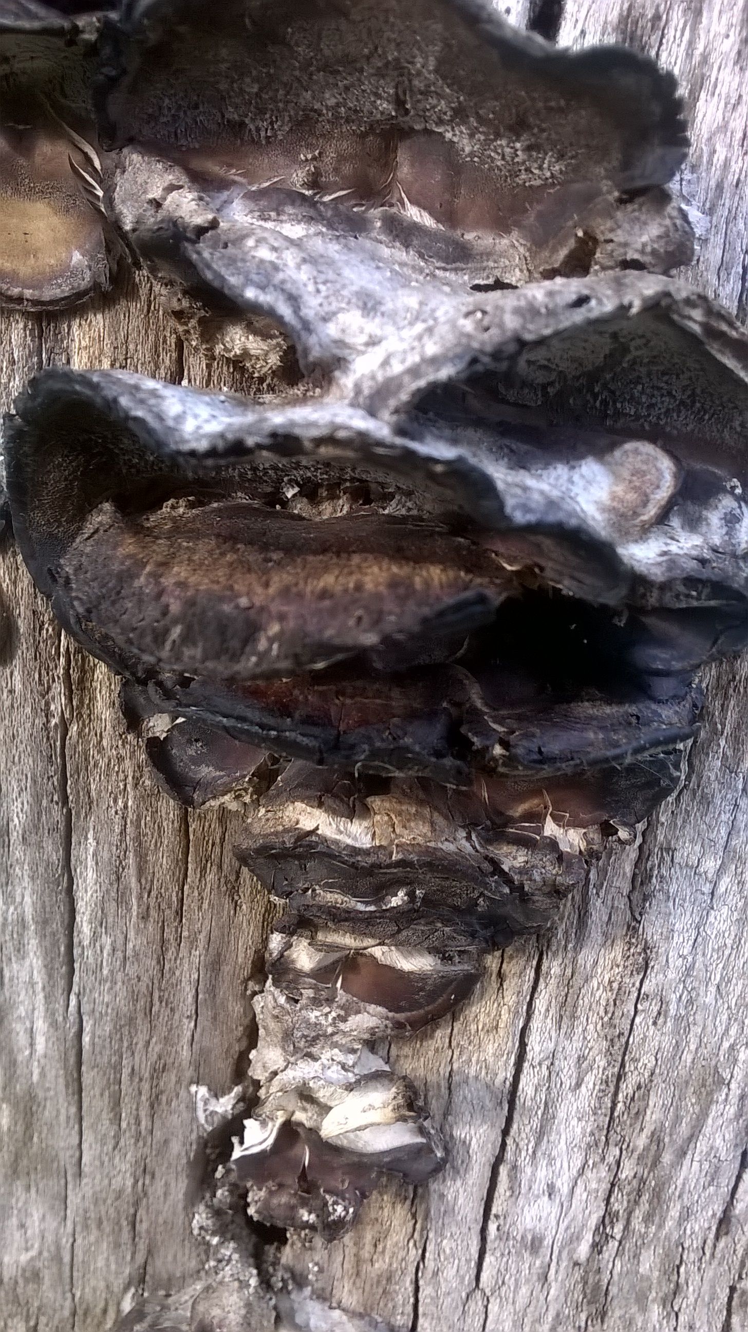 WP_20150624_024.jpg