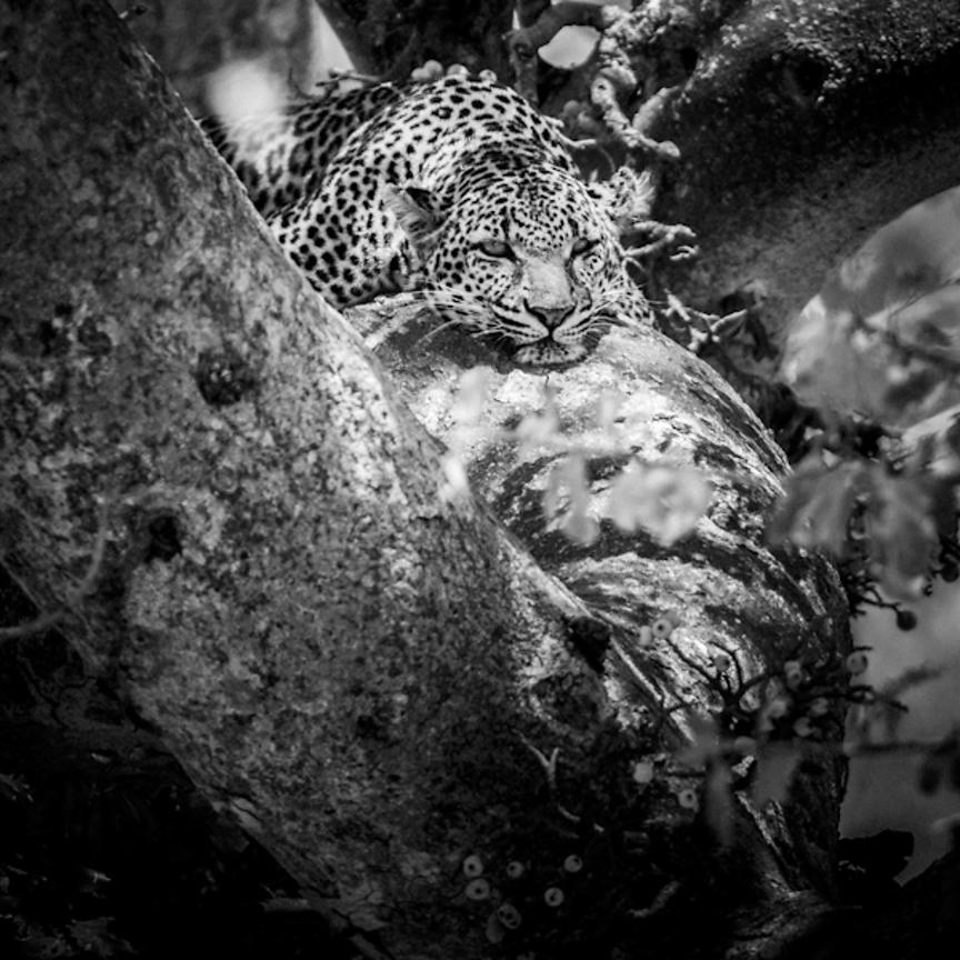 4731-Tired_leopard_in_a_tree_Laurent_Baheux_xgaplus.jpg