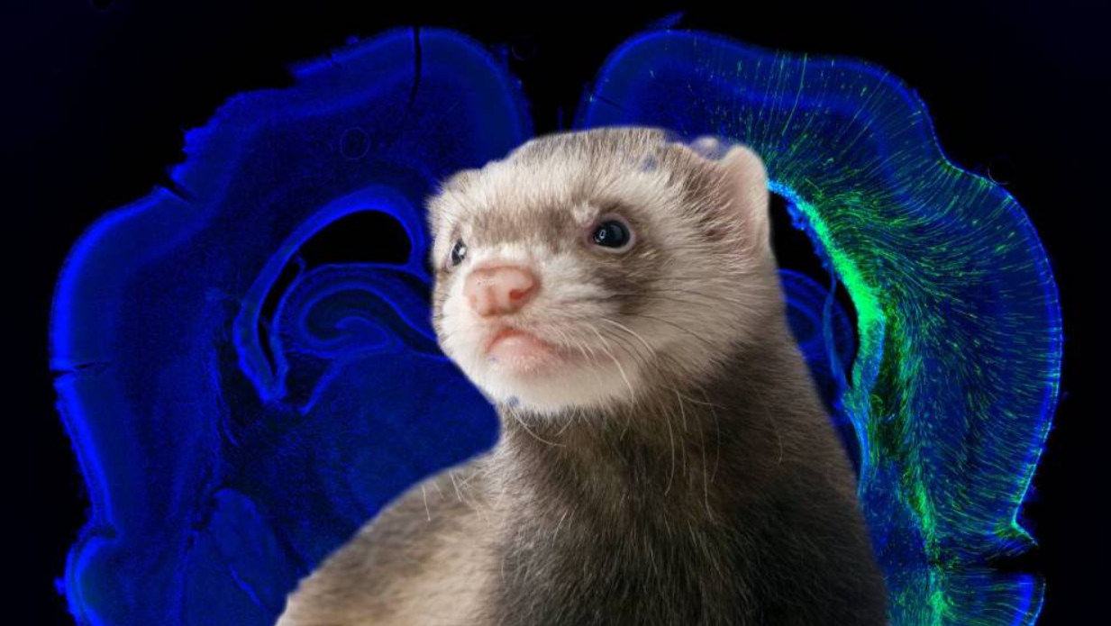 brain-ferret