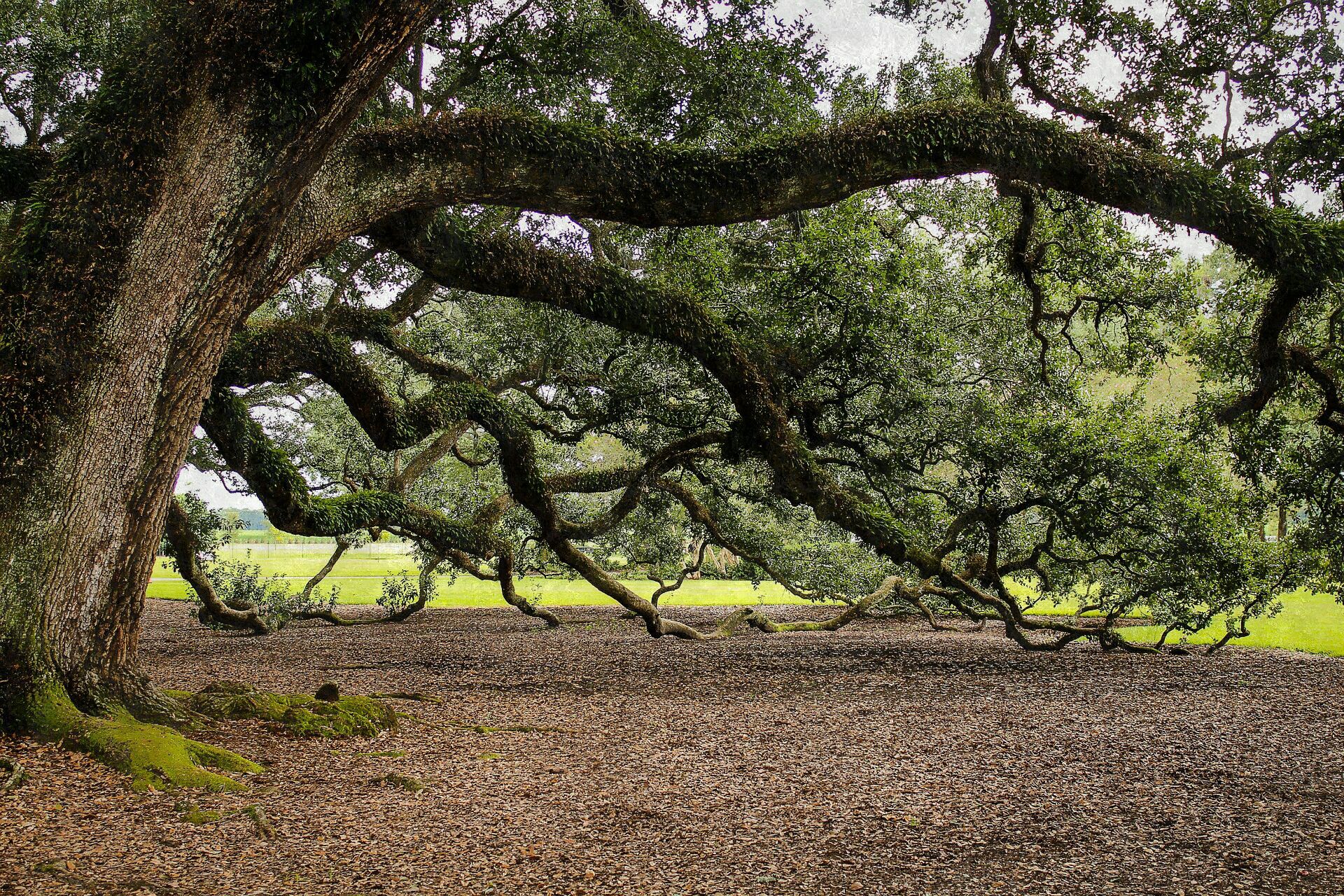 virginia-live-oak-440351_1920.jpg