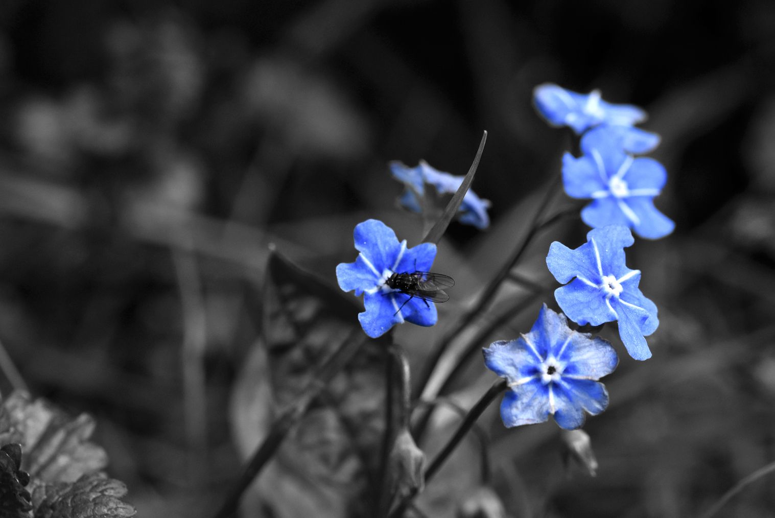 creeping forget me not blue edit.jpg