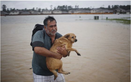 harvey pic - man carries dog.JPG