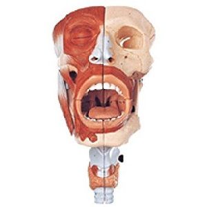 Mouth Anatomical Model.jpg