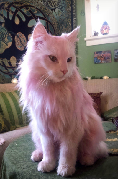 How I Dyed My Cat Pink Naturally Steemit