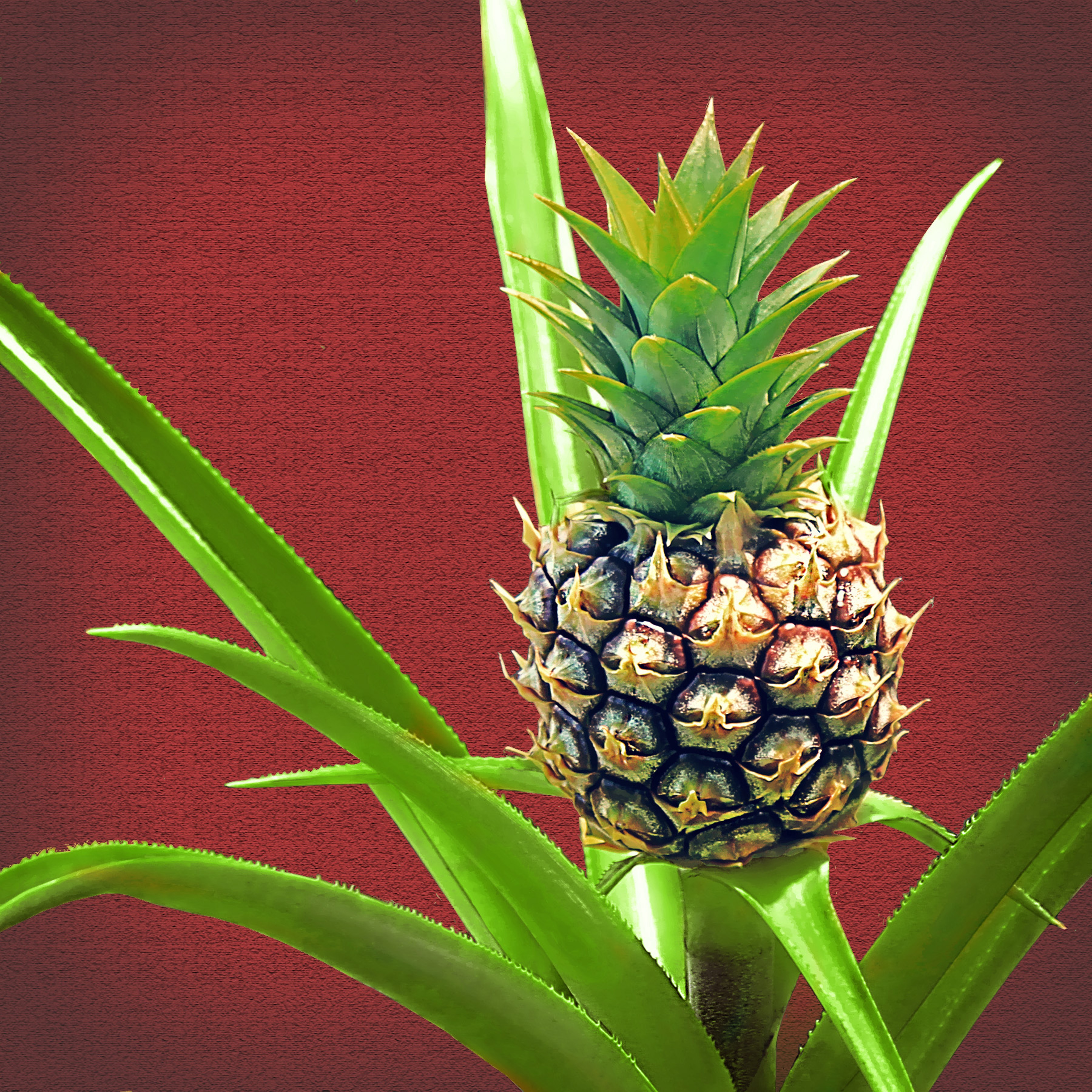 pineapple-240307.jpg