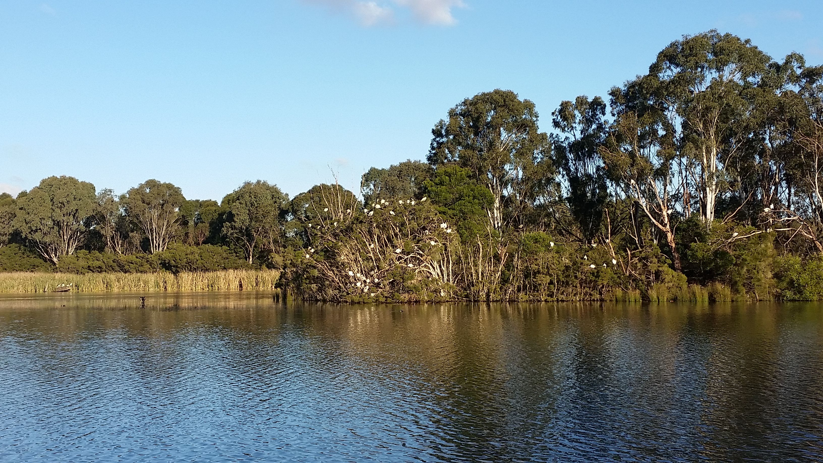 Today's walk in Jells Park, Melbourne (5 original photos) — Steemit