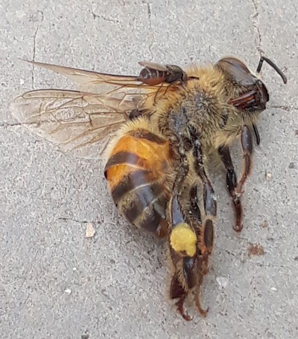 bee and jackal flies.jpg
