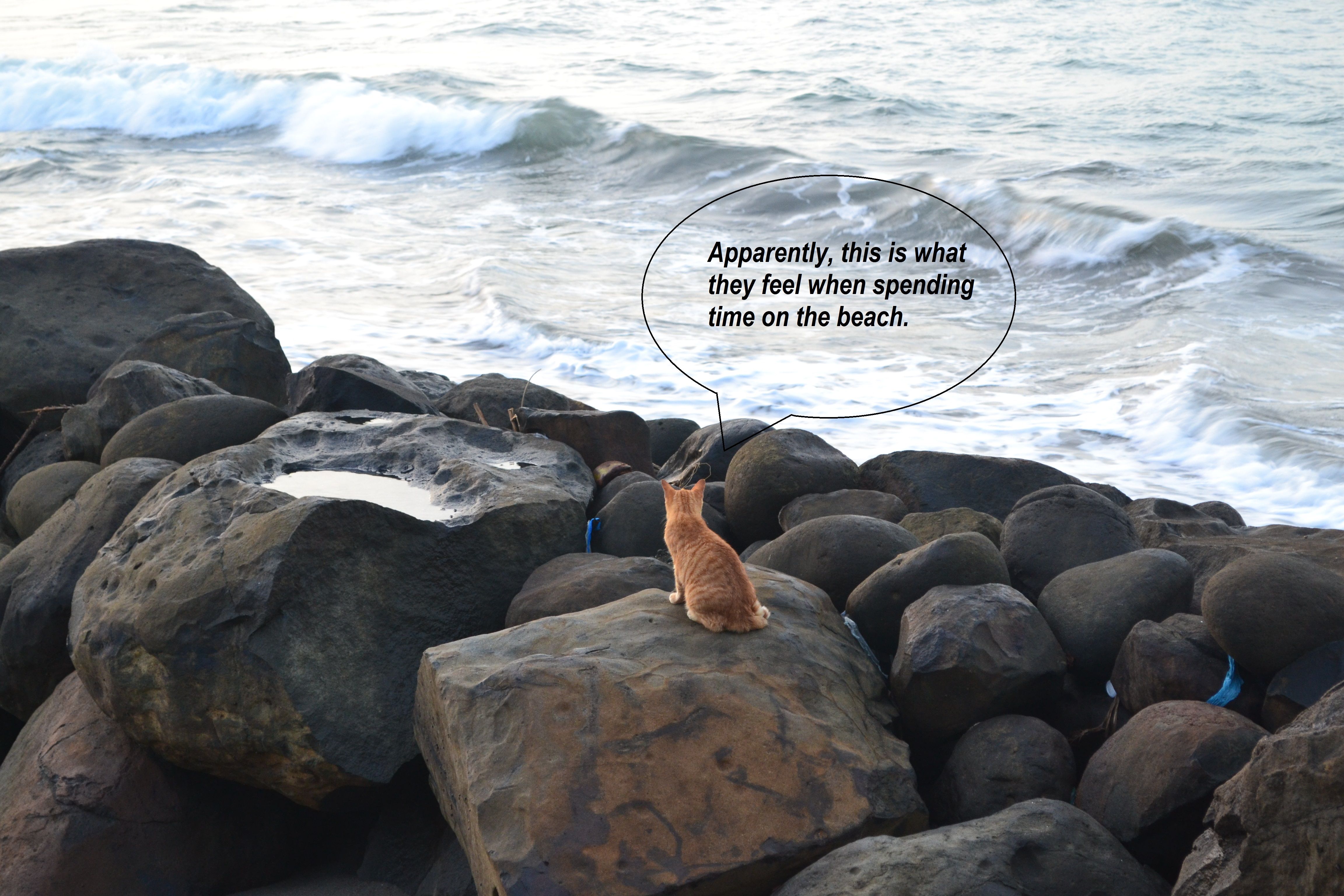 Cat on The Beach.jpg