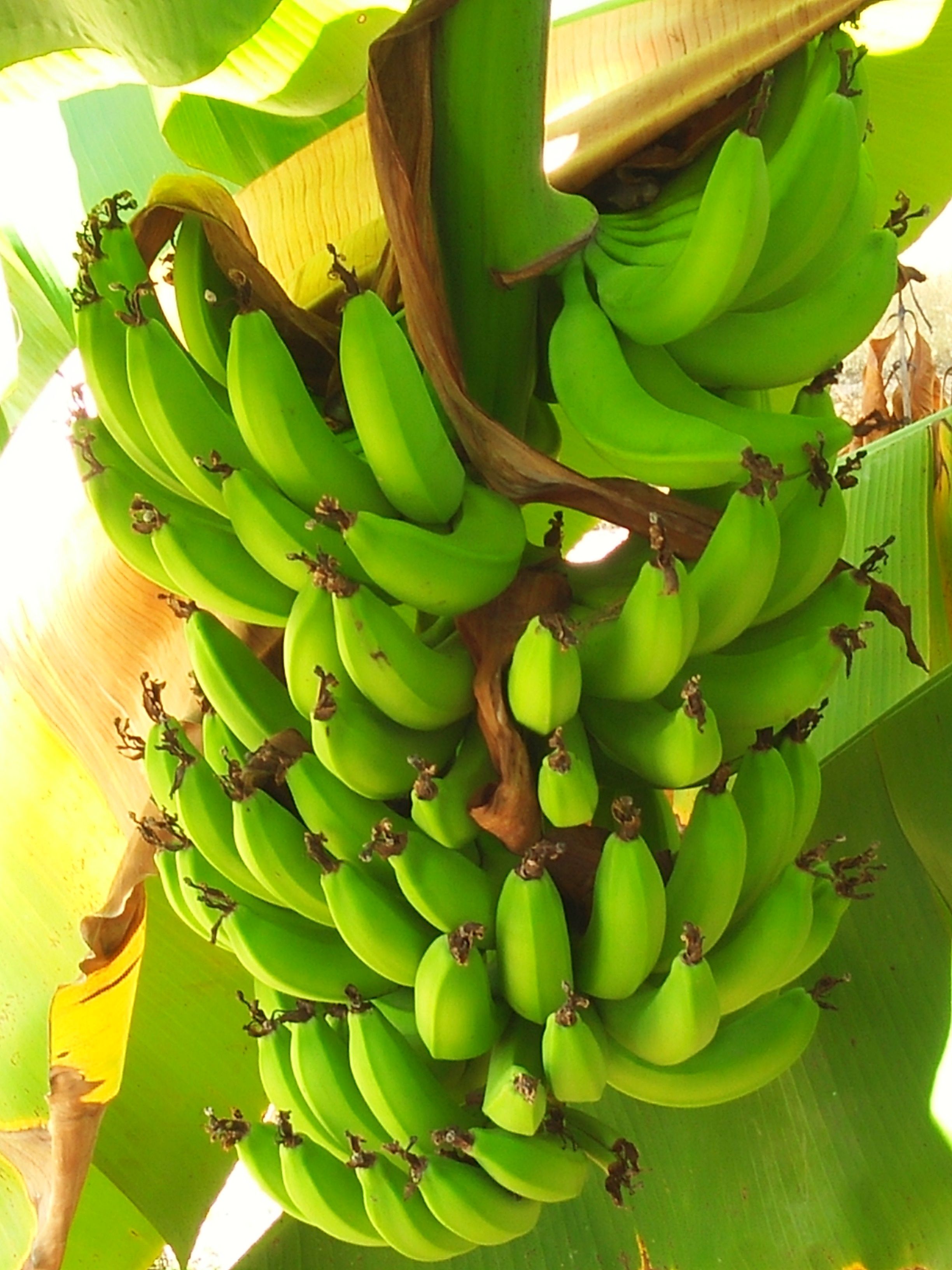 Jenis Jantung Pisang Yang Bisa Dimakan