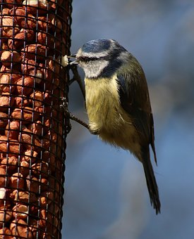 bluetit-2296067__340.jpg