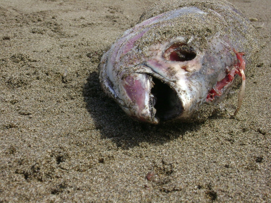 dead_fish_by_demistock.jpg