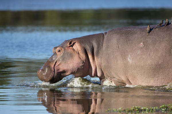 7-hippo.jpg