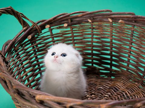 Fluffy-Puppy-Cat-Kitten-Cute-Cat-Sweet-Pet-Kitty-2442332-50%25.jpg