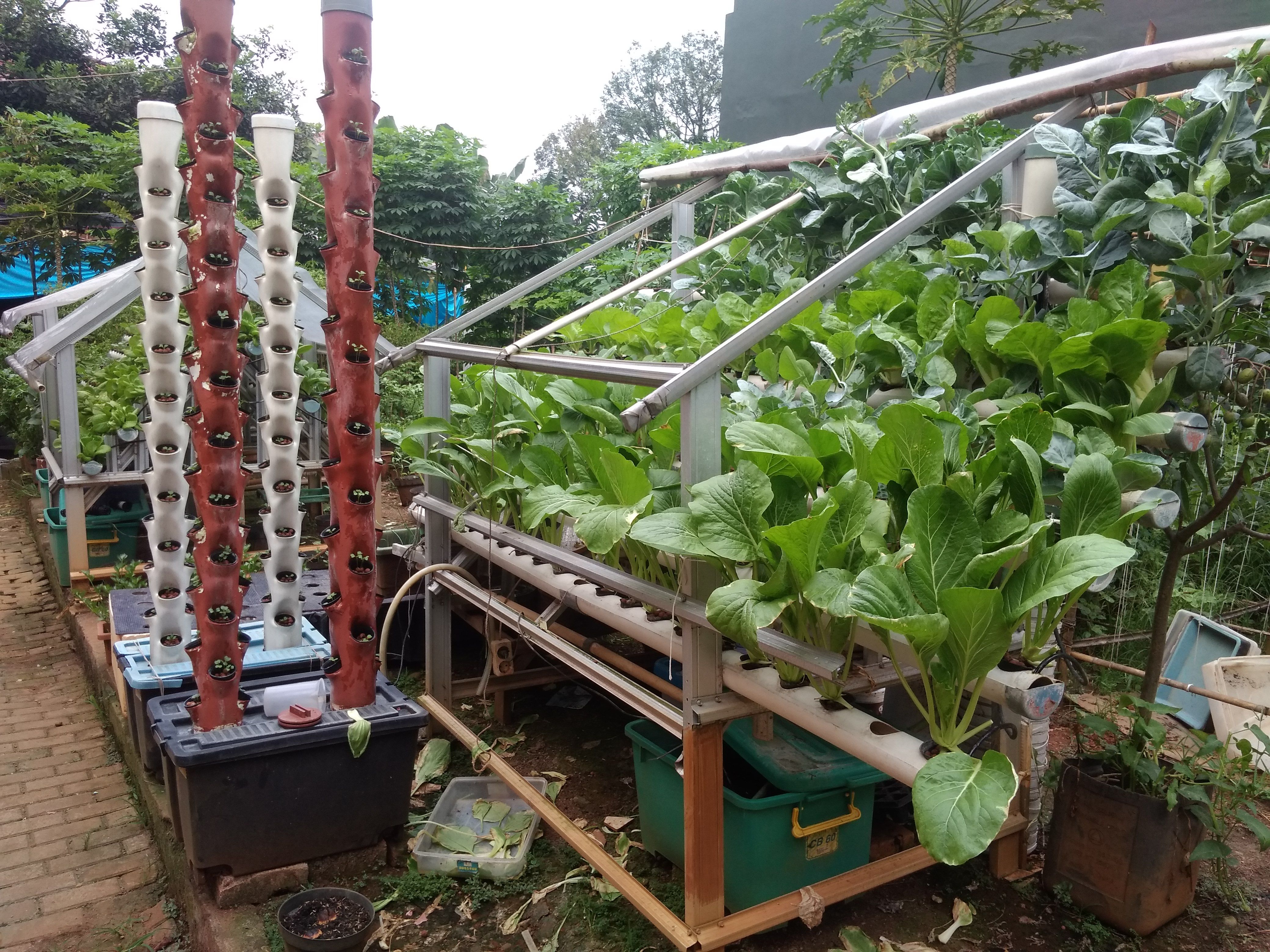 Kebun Sayur Mini Di  Halaman Rumah