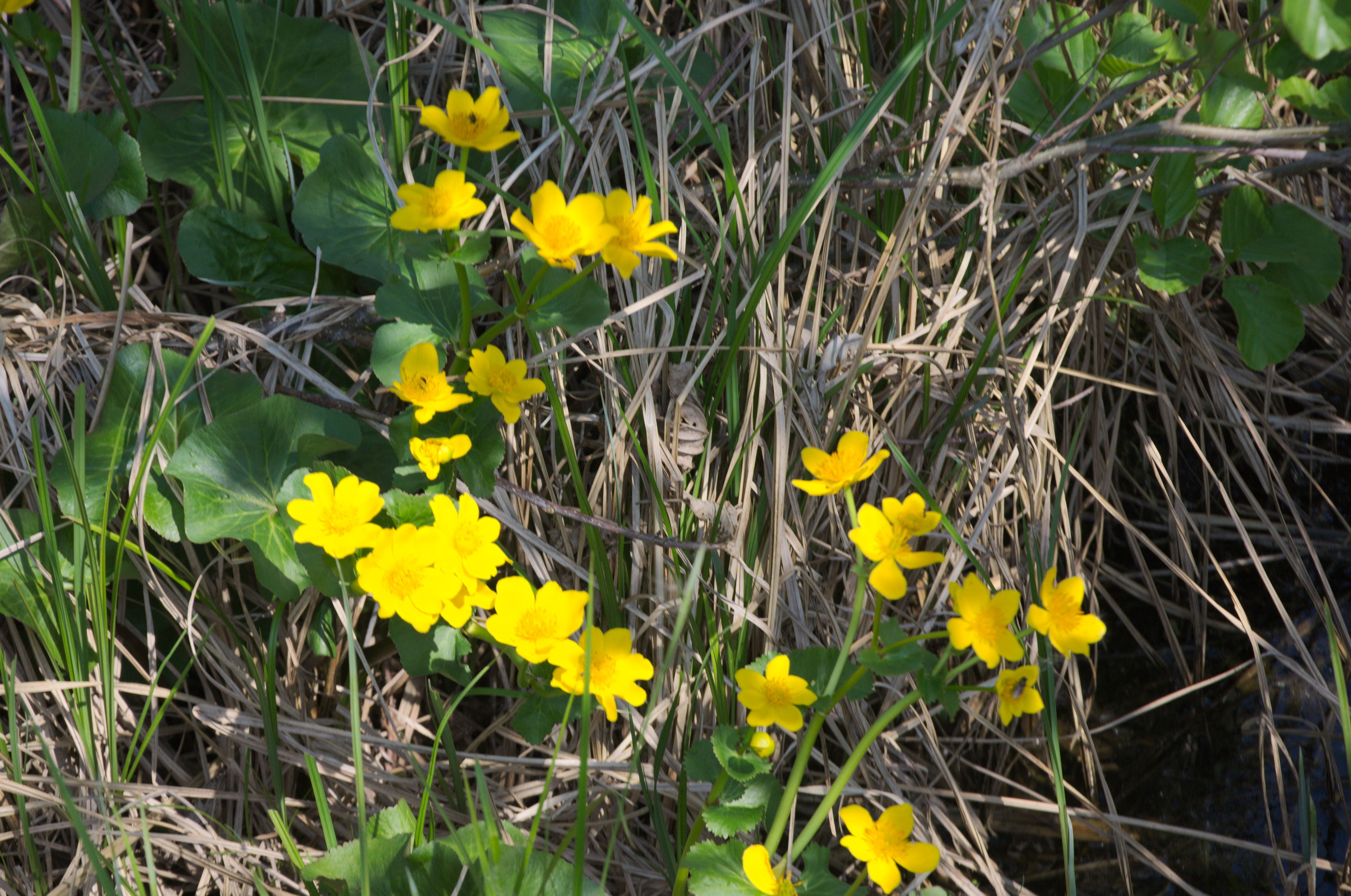 DSC_0440.jpg