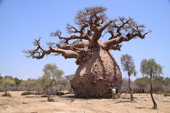Baobab 5000.jpg