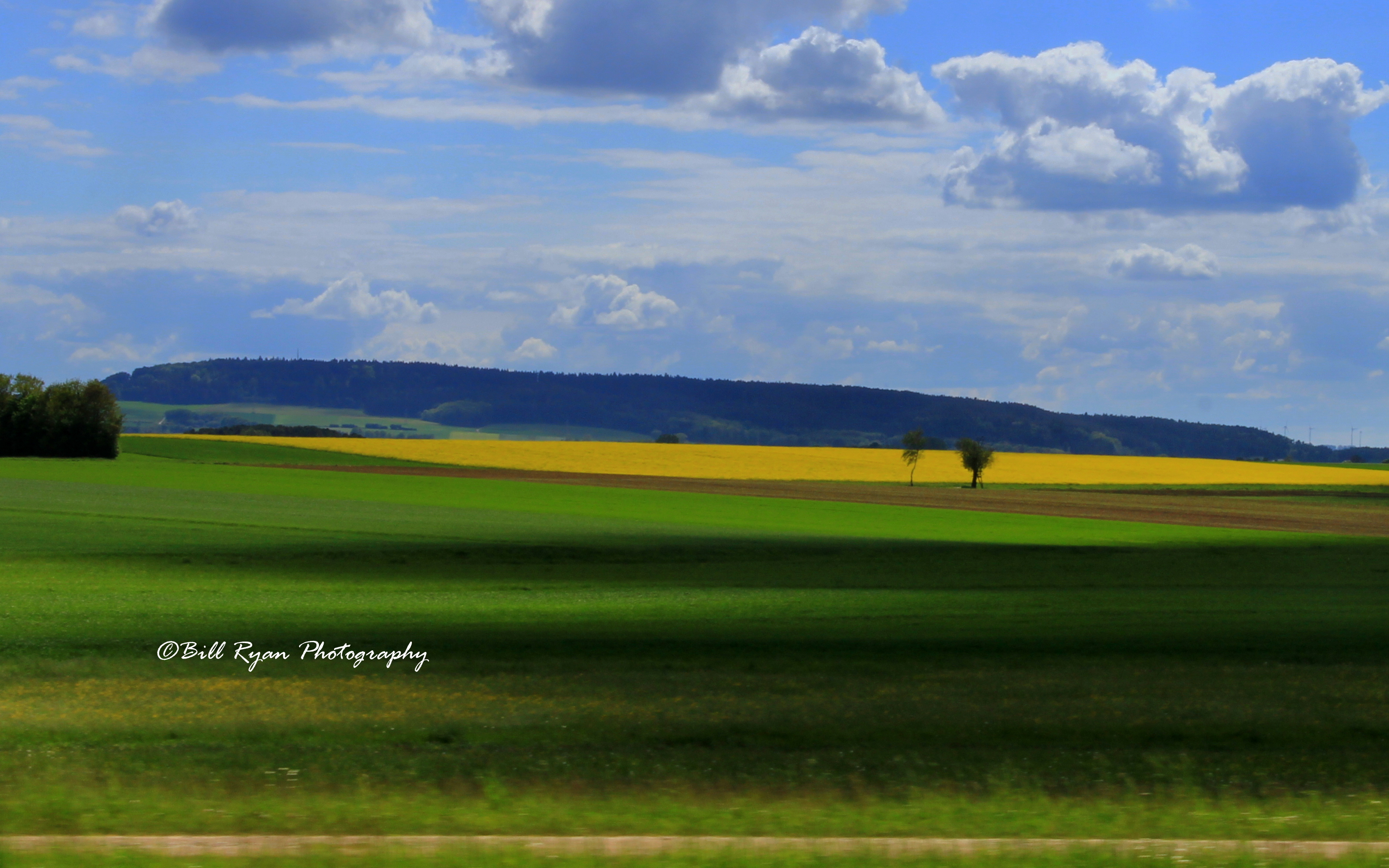 Canola fields and green grass IMG_9537.jpg