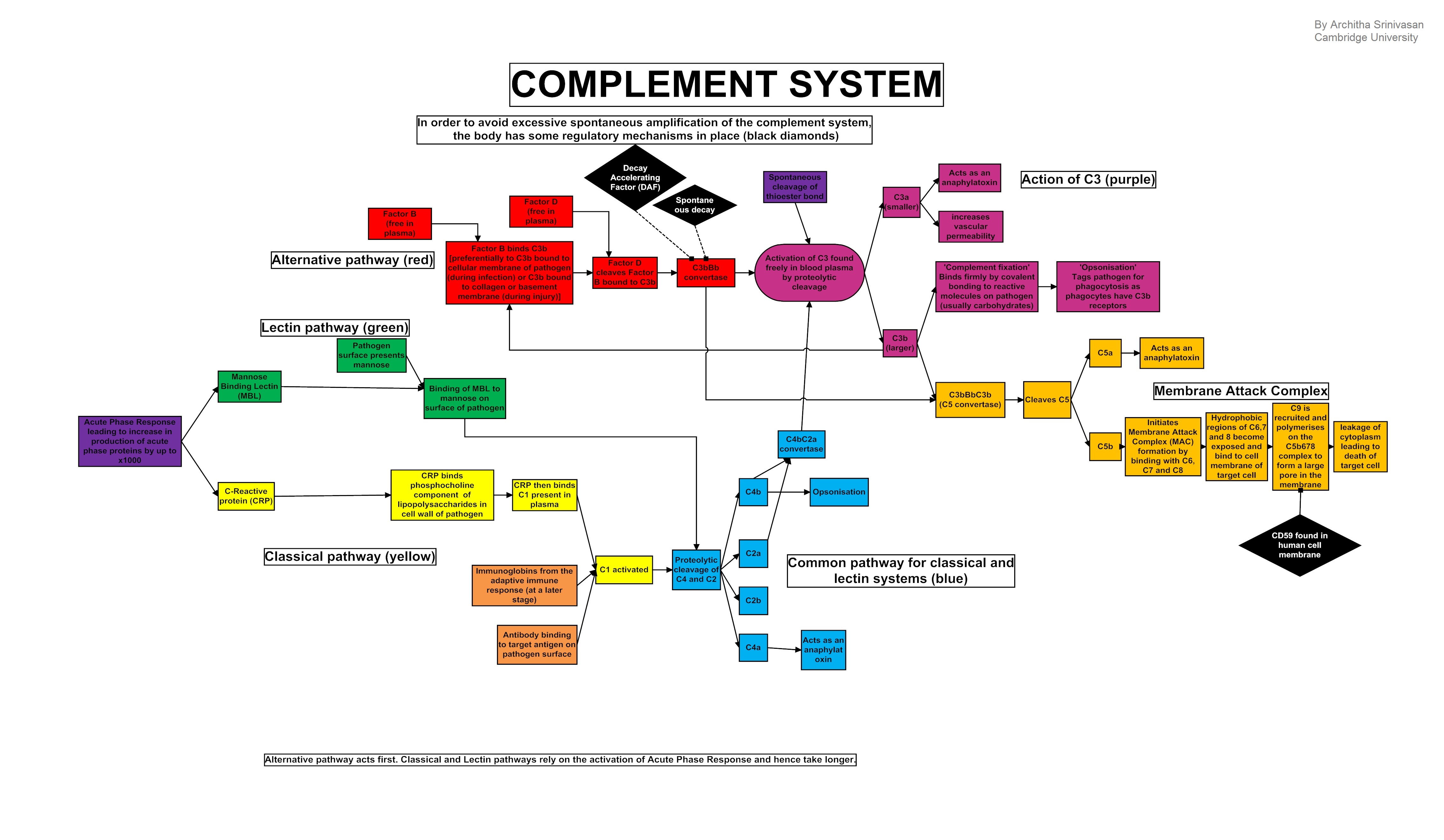  THE COMPLEMENT SYSTEM A Mechanism Of Innate Immunity Steemit