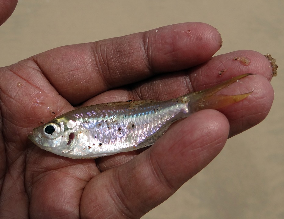 Fish-Estuarine-Minnow-Terekhol-River-Puntius-382391.jpg