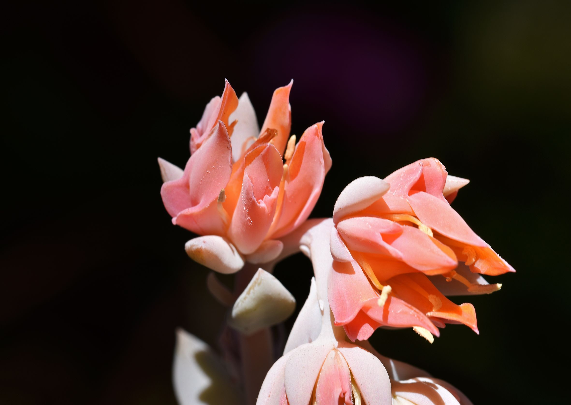 Echeveria runyonii flower 1.jpg