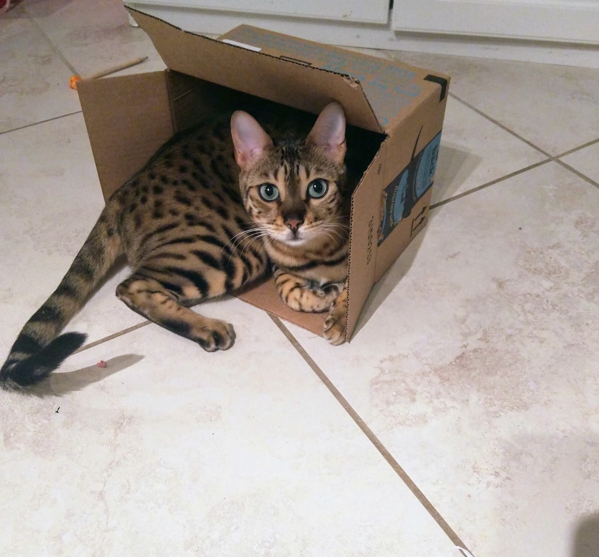 my-bengal-cat.jpg