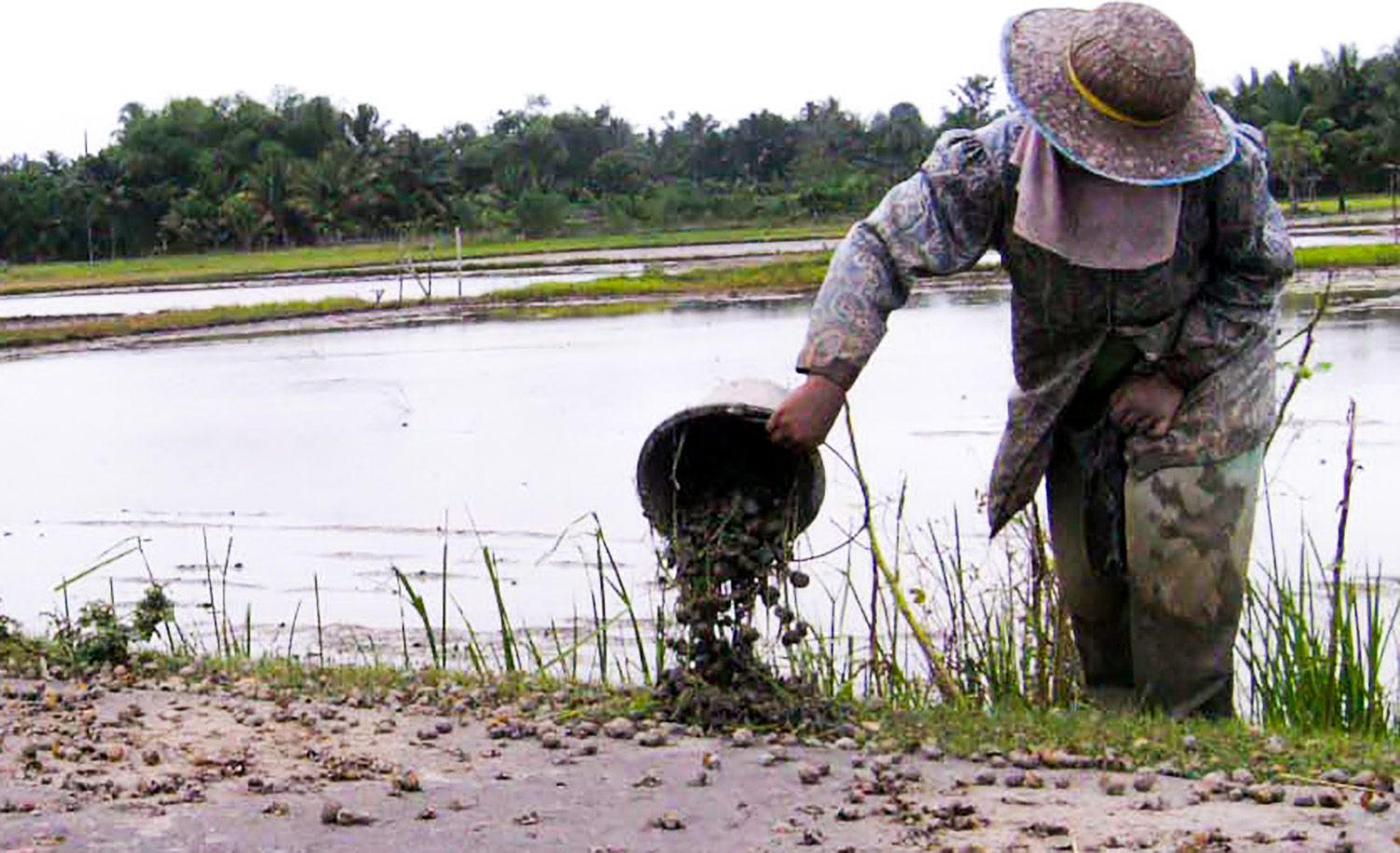 keong emas.jpg