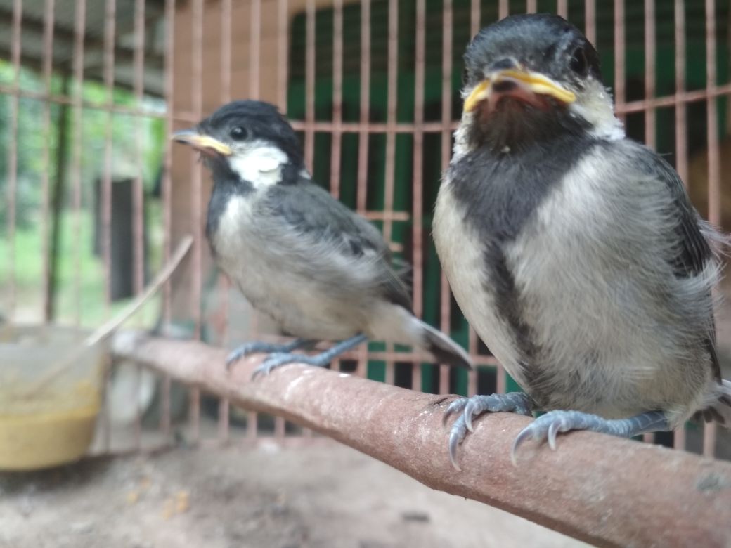 Burung Gelatik Batu Parus Major Lestarikan Fauna Kita Birds