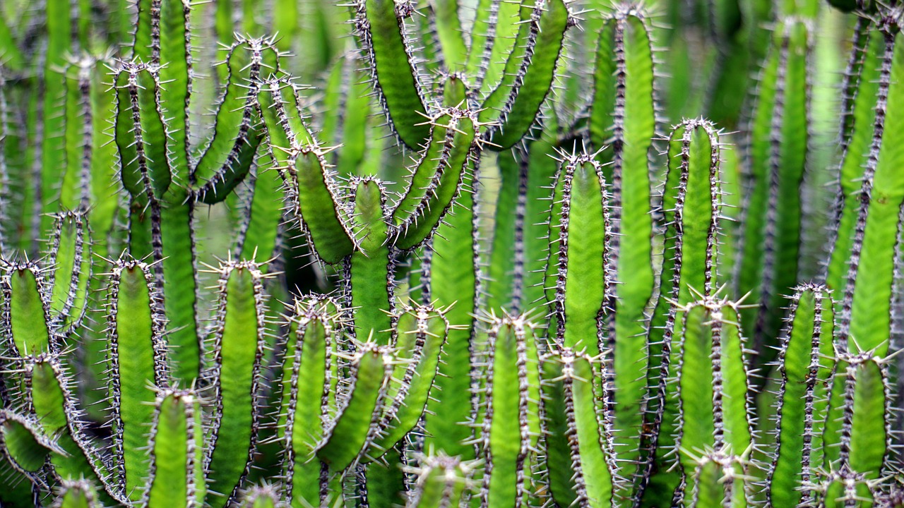 cactus-1453793_1280.jpg