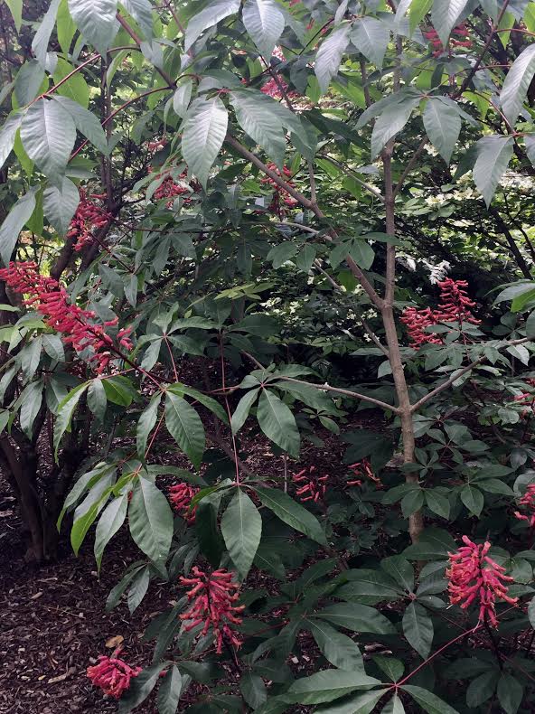 bottle brush.jpg